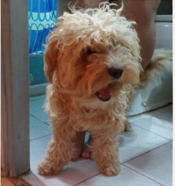 Moka perdida sector Hualpén