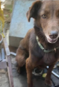 Se busca a Browie, sector Lirquén