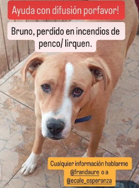 Bruno, perdido en Lirquén