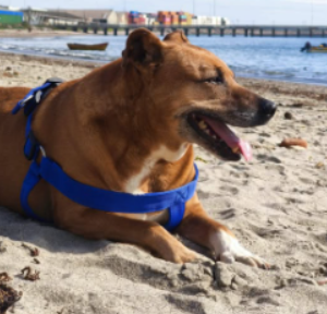 Se busca a Café, Sector Ríos de Chile