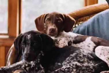 Se busca a Chitu y Vaquita