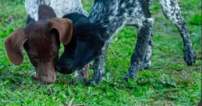 Se busca a Chitu y Vaquita