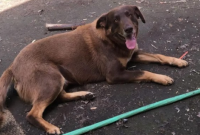 Se busca a Chocolate, sector Libuy