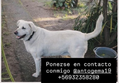 Se busca a Coco, sector Villa Vipla