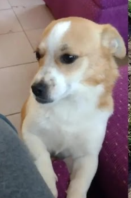 Se busca a Colita, Sector Punta de Parra