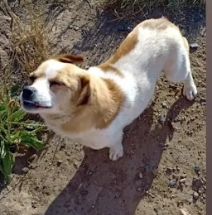 Se busca a Colita, Sector Punta de Parra