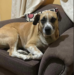 Se busca Colomba, sector Lirquén