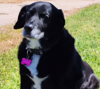 Se busca a Coti, perdida en sector Quillón