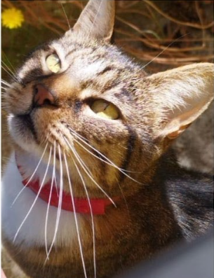 Se busca a Emily, Penco