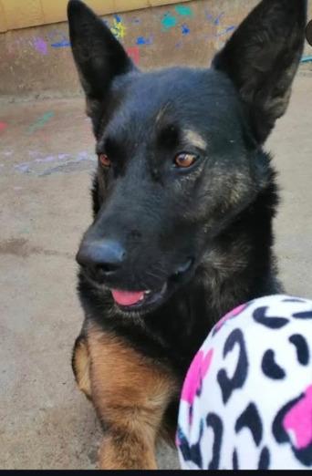 Se busca Gaspar, Sector Punta de Parra