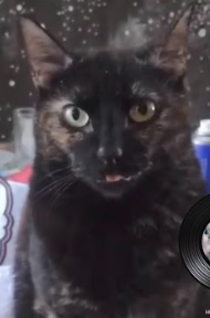 Se busca a Haru, Sector Villa Mar