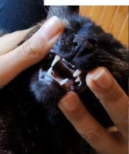 Se busca a Haru, Sector Villa Mar