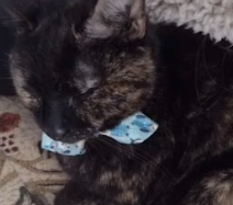 Se busca a Haru, Sector Villa Mar