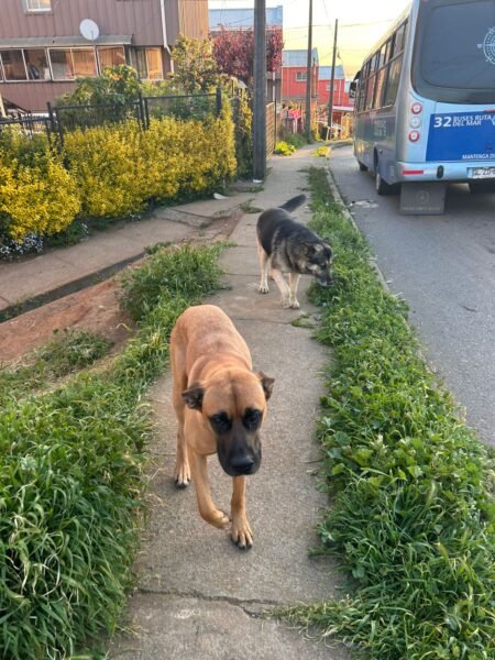 Cholo y muñeca perdidos en Lirquen