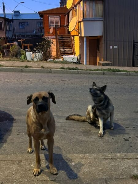 Cholo y muñeca perdidos en Lirquen