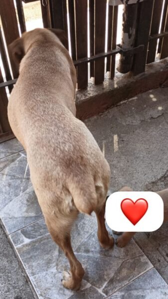 Cholo y muñeca perdidos en Lirquen