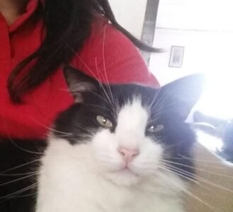 Chascón perdido en sector miramar