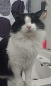 Chascón perdido en sector miramar