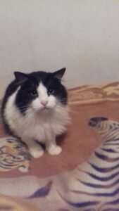 Chascón perdido en sector miramar