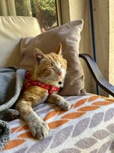 Hogar definitivo gatito adulto