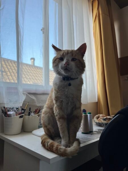 Hogar definitivo gatito adulto