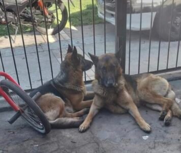 Perrito extraviado en sector Vegas de perales Talcahuano