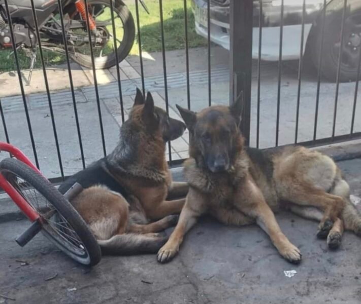 Perrito extraviado en sector Vegas de perales Talcahuano