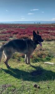 Perrito extraviado en sector Vegas de perales Talcahuano