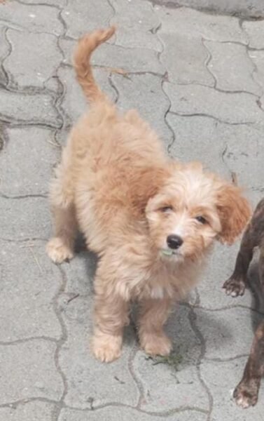 Moka perdida sector Hualpén