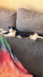 Gatita 7 meses aprox busca hogar