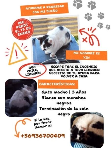 Se busca Gatito