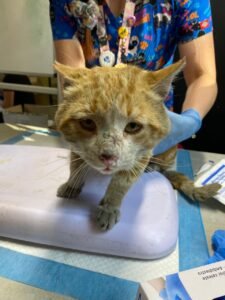 Hogar definitivo gatito adulto