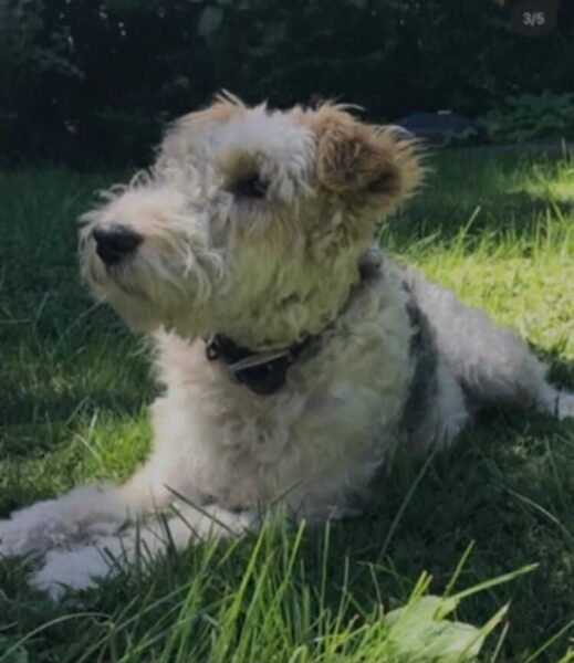 Fox Terrier Perdido